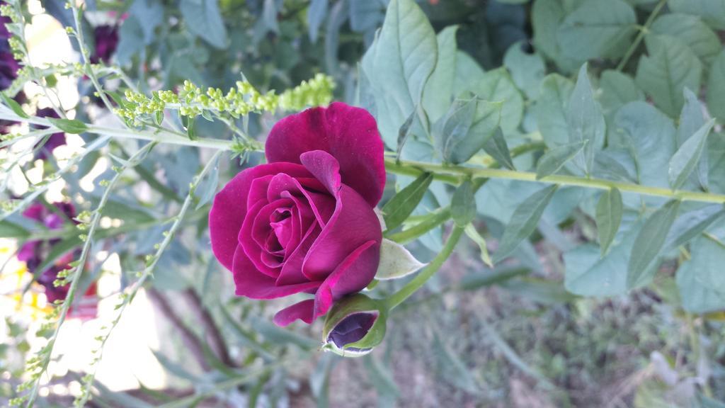 Appartamento Acero Rosso Vicenza Dış mekan fotoğraf